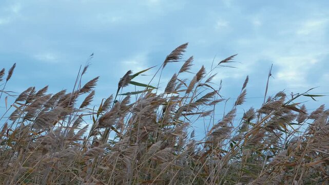 High stems of wild common reed Phragmites australis with fluffy panicles swaying in the wind on a riverbank wetland. Natural botanical landscape background template under a bright cloudy sky. 
