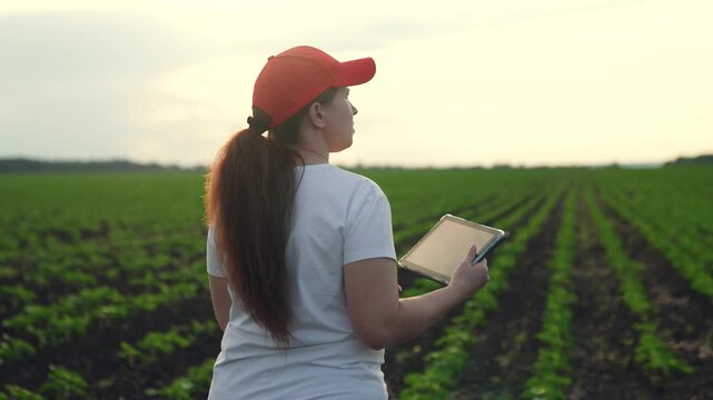 Agriculture, Carefully planted seedlings, Rich soil and healthy plants, Early stages of crop growth, Cultivating young crops, Inspiring rural scenery, Agricultural science application, Large field of