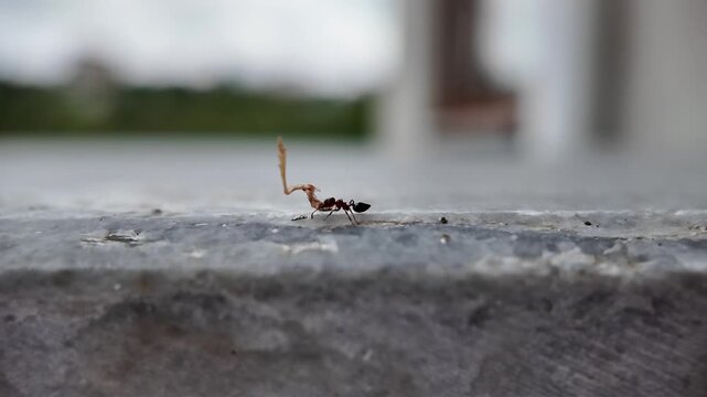 Black carpenter ant macro video	