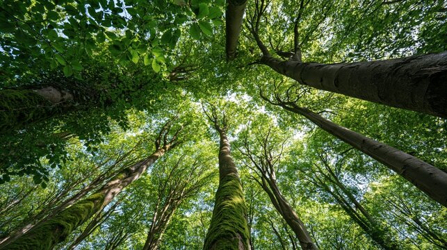 Looking up through a green forest canopy at tall trees