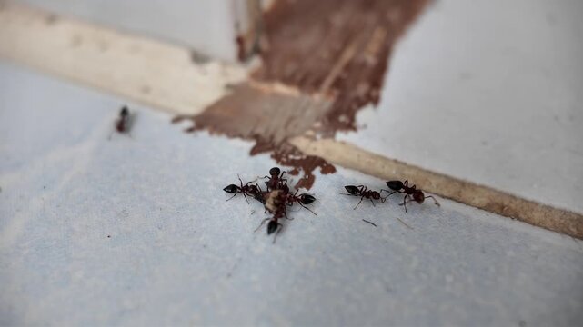 Black carpenter ant macro video	