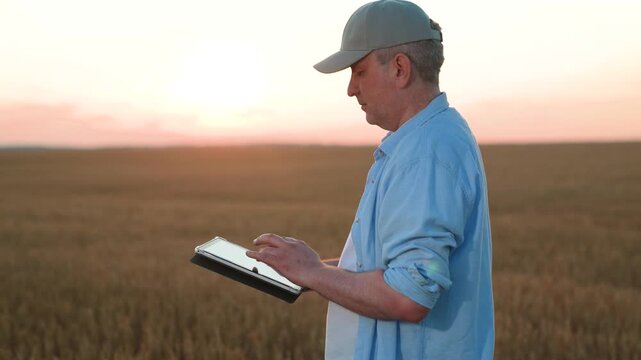 farmer works digital tablet wheat field, agriculture, modern wheat harvesting, industrial farming technologies, agricultural technology in action during golden hour, agronomist with digital tablet in