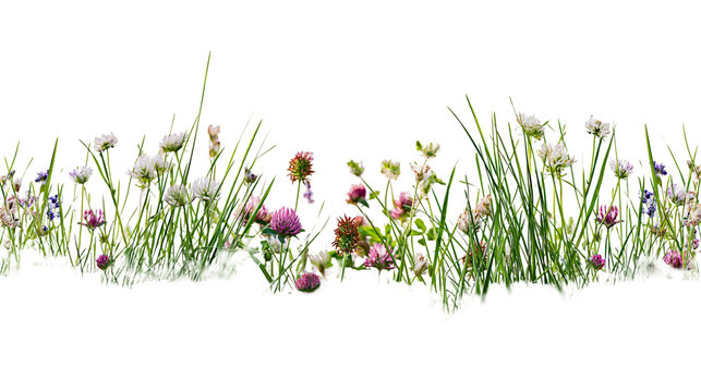 Isolated vibrant green grass and various wild flowers blooming beautifully for a fresh meadow.