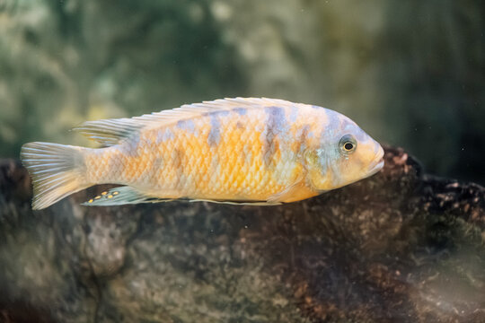 Colorful cichlid fish with orange and blue banded markings swimming near rock in an aquarium tank