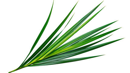 Isolated fresh green tropical leaves fanned out elegantly, vibrant natural plant foliage composition © Francisco