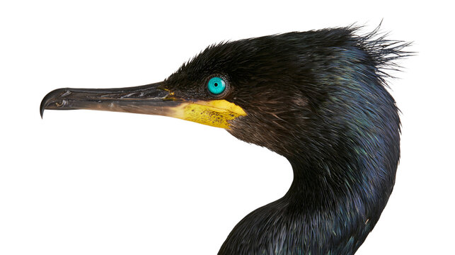 Isolated close-up of a vibrant cormorant bird with bright turquoise eye and dark feathers