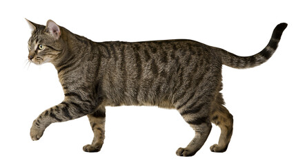 Isolated domestic tabby cat walking gracefully, a beautiful feline pet with distinctive stripes © Francisco