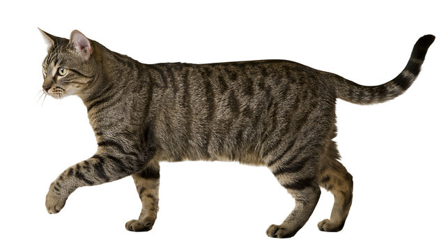 Isolated domestic tabby cat walking gracefully, a beautiful feline pet with distinctive stripes