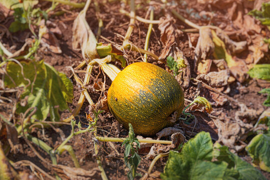 Summer harvest concept: ripe pumpkin growing on sun-baked soil with dried vines in a field.