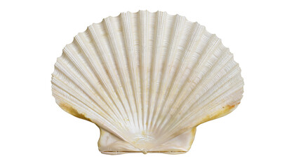 Isolated elegant natural scallop shell showcasing intricate ribbed texture and gentle fan-like shape © Francisco