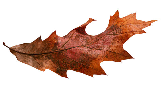 Isolated vibrant dry autumn oak leaf showcasing detailed veins and beautiful seasonal colors