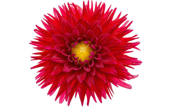 Isolated vibrant red dahlia flower showcasing its intricate petals and bright yellow heart