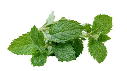 Isolated fresh mint leaves with glistening water drops, aromatic culinary herb for cooking and refreshing beverages © Oisin