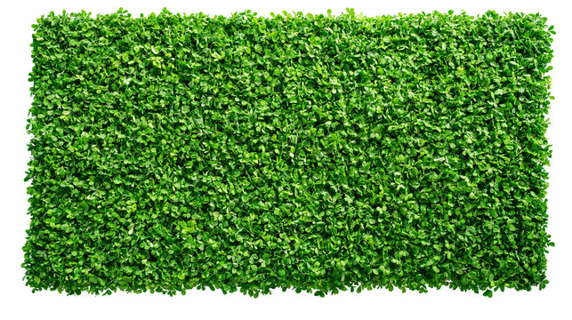 Isolated lush green leaves panel with fresh dew drops, vibrant nature hedge texture