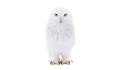 Isolated majestic snowy owl standing upright, looking directly at camera with piercing yellow eyes © Oisin