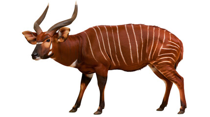 Isolated Bongo antelope with impressive spiraling horns and rich red-brown fur with white stripes © Oisin