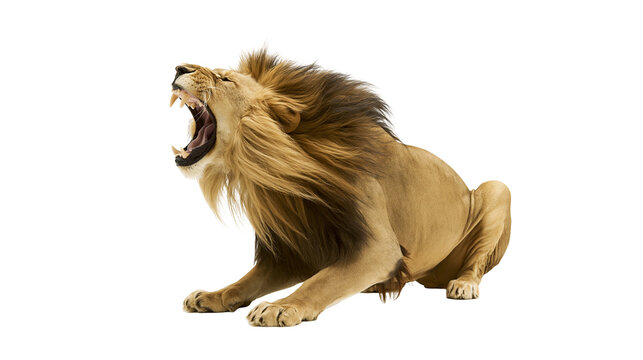 Isolated roaring male lion with powerful mane, open mouth and sharp teeth in full body shot