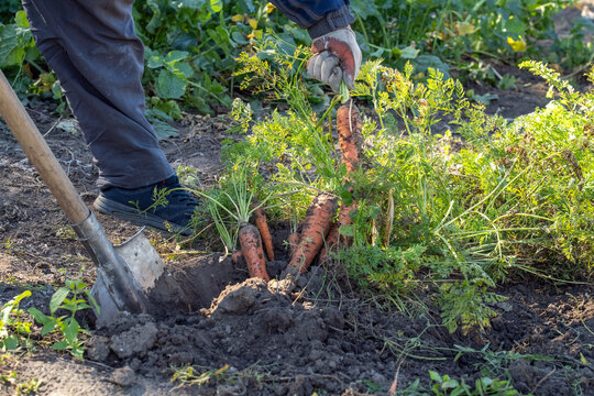 Worker pulls carrot from cultivated soil by its stems, revealing dirt covered orange root. Gardening gloves, leafy carrot plants, shovel and harvested roots fill sunlit garden bed.