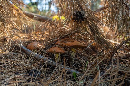 Brown capped mushrooms grow among dry pine needles on forest floor. Wild fungi cluster beneath evergreen branches, with dappled sunlight revealing earthy textures in quiet woodland setting.