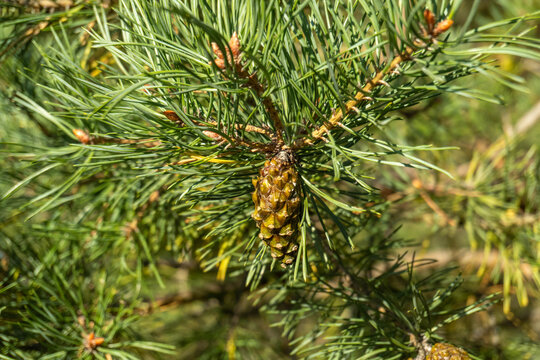 Pine cone rests on evergreen branch among long green needles. Sunlight highlights layered scales and new buds, offering detailed view of conifer growth in leafy outdoor setting, with buds beside