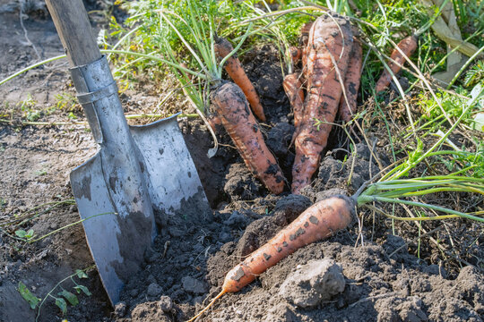 Garden carrots lie unearthed in loose, dark earth beside metal spade. Soil covered roots and green foliage mark fresh harvest, highlighting homegrown produce from cultivated vegetable bed.