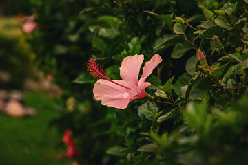 Hibiskus © Joas