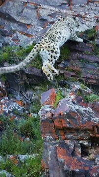 A rare snow leopard climbing rocky mountainside