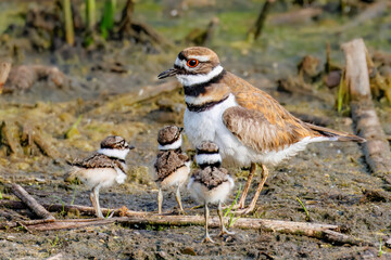 Shorebird, This Killdeer Mother Bird With Three Hatchlings In Tucson, Arizona © PeteLori