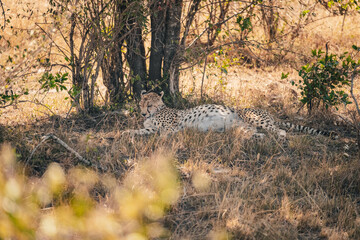 Ein Gepard nach der Jagd © Joas