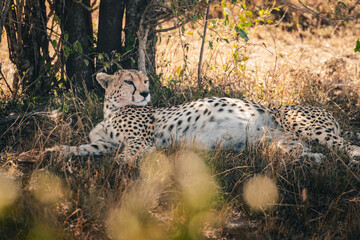 Ein Gepard nach der Jagd © Joas