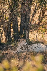 Ein Gepard nach der Jagd © Joas