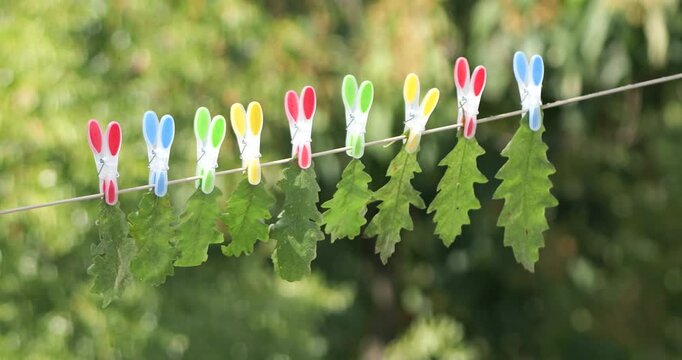 Colorful clothespins holding oak leaves on clothesline