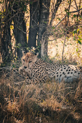Ein Gepard nach der Jagd © Joas