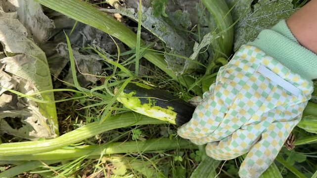 A person wearing light green checkered gloves carefully handles a zucchini vegetable among abundant green foliage and fallen leaves, suggesting gardening activity in an outdoor setting