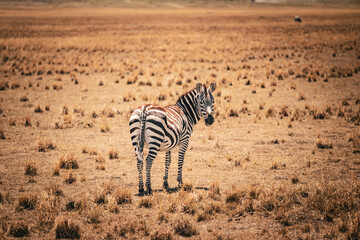 Zebra in Masai-Mara © Joas