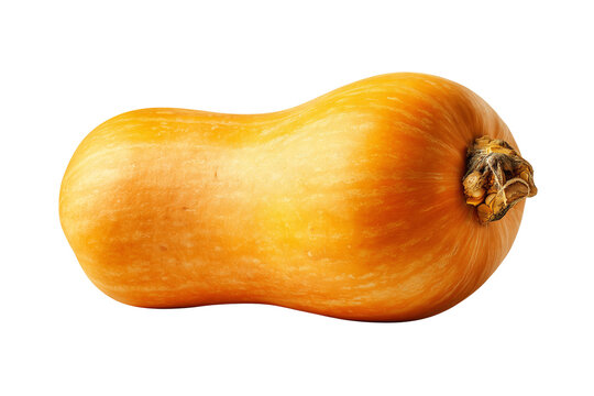 Single whole butternut squash isolated on white background with winter squash cooking ingredient harvest time