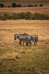 Zebra in Masai-Mara © Joas