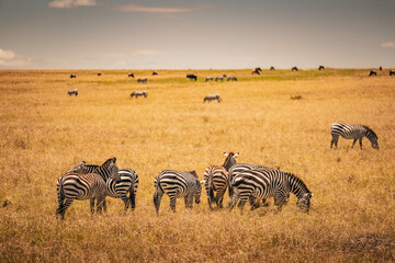Zebra in Masai-Mara © Joas