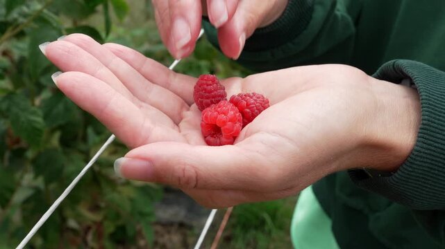 Woman adding fresh ripe red raspberry to palm in organic garden close up slow motion 