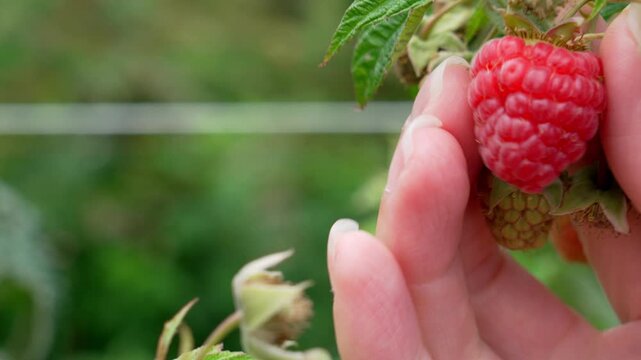 Close up of female hand gently picking ripe red raspberry from bush on organic farm in slow motion 