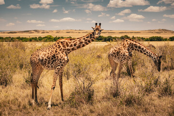 Giraffe in Masai-Mara © Joas
