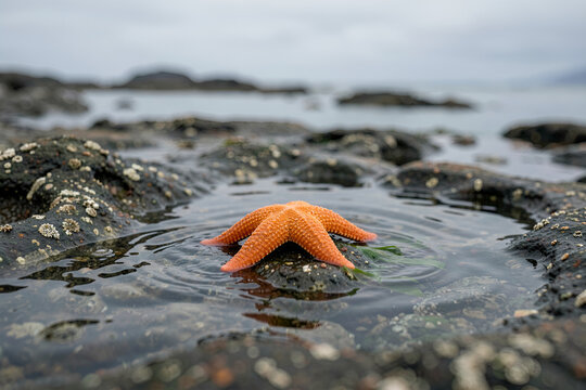 Orange sea star in a shallow tide pool amid wet dark rocks