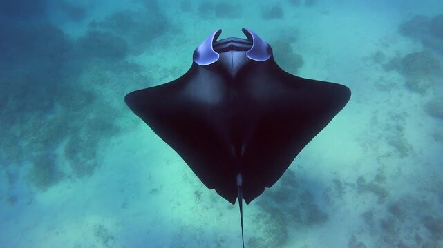 Manta ray gliding against sunlit water