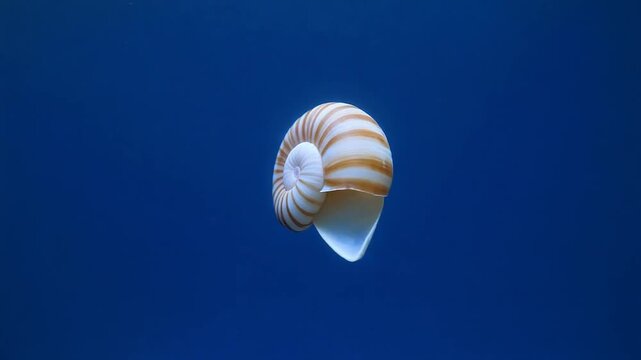 Nautilus shell turning in deep water