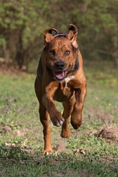 Action portrait of an active brown mastiff mix dog running fast towards the camera with floppy ears up