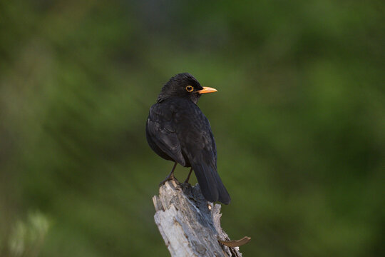 Male Eurasian blackbird perched on a wooden stump against a soft green background
