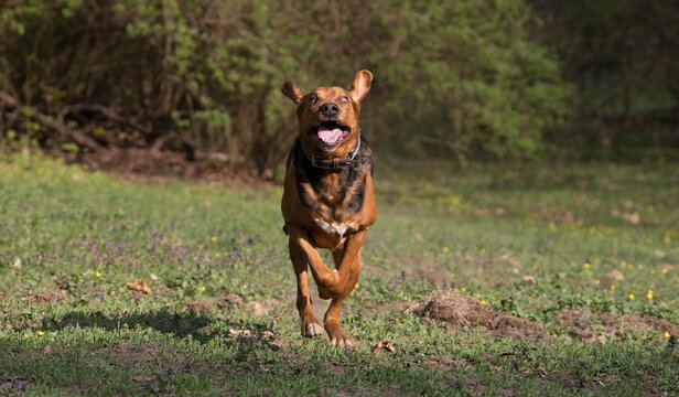 Action portrait of an active brown mastiff mix dog running fast towards the camera with floppy ears up