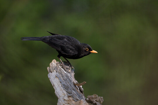 Male Eurasian blackbird perched on a wooden stump against a soft green background