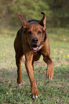 Action portrait of an active brown mastiff mix dog running fast towards the camera with floppy ears up