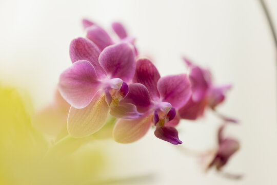 Phalaenopsis equalacea x Pinlong Cheris hybrid. Fragrant orchid hybrid combining the genetic traits of Phalaenopsis equestris, violacea, amabilis, schilleriana, aphrodite, and stuartiana